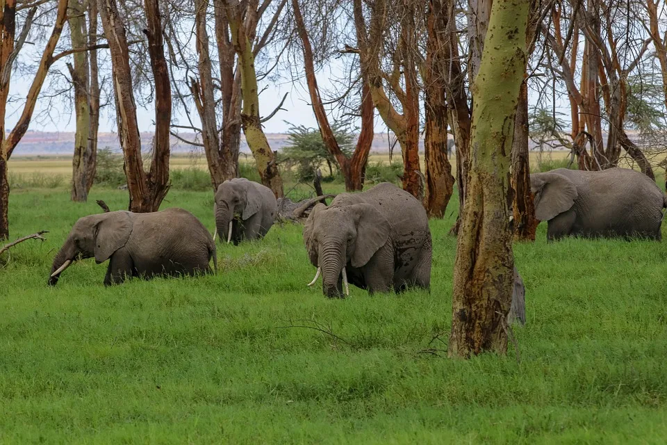 Des circuits au Kenya : à la découverte d’un milieu africain