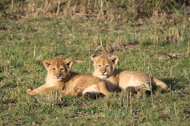 Séjour au Kenya : 3 lieux incontournables pour voir les animaux sauvages